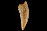 Serrated, Theropod (Deltadromeus?) Tooth - Real Dinosaur Tooth #178492-1